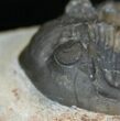 Nice Mrakibina Trilobite - Inches #4359-2